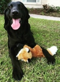 Easing Your Pet's Arthritis