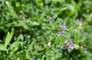 Herbs for People & Pets: Alfalfa