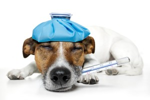 What You Need to Know About the Dog Flu and Dog Flu Vaccine
