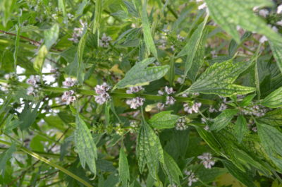 A Great Herb For Dogs and Cats: Motherwort