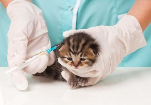 What You May Not Know About Pet Vaccines