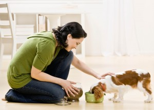 Why Your Pet Needs a Mealtime