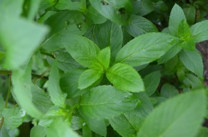Peppermint Helps Dogs and Cats with Digestion