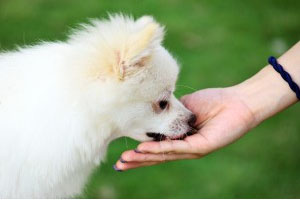 Why What You Feed Your Pet Matters