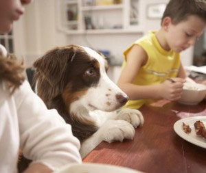 What Is A Basic Pet Nutrition Consult