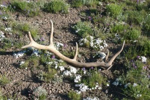 Fantastic Chew Option - Elk Antlers