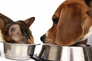 How to transition your dog or cat to a raw food diet