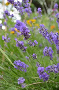 Lavender: An Herb for Cats and Dogs