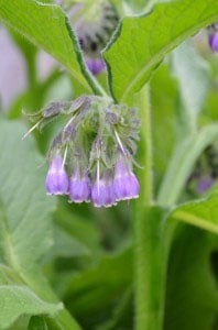 Herbs for Pets &amp; People: Comfrey