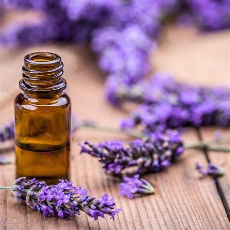 Blog - Are Essential Oils Safe For Pets? - The Pet Beastro