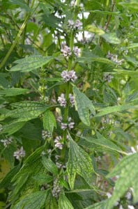 A Great Herb For Dogs and Cats: Motherwort