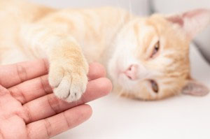 Calm Your Pet's Nerves & Anxiety