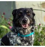 Lupine Lupine Eco 1/2" Dog Collar | Moss 8"-12"