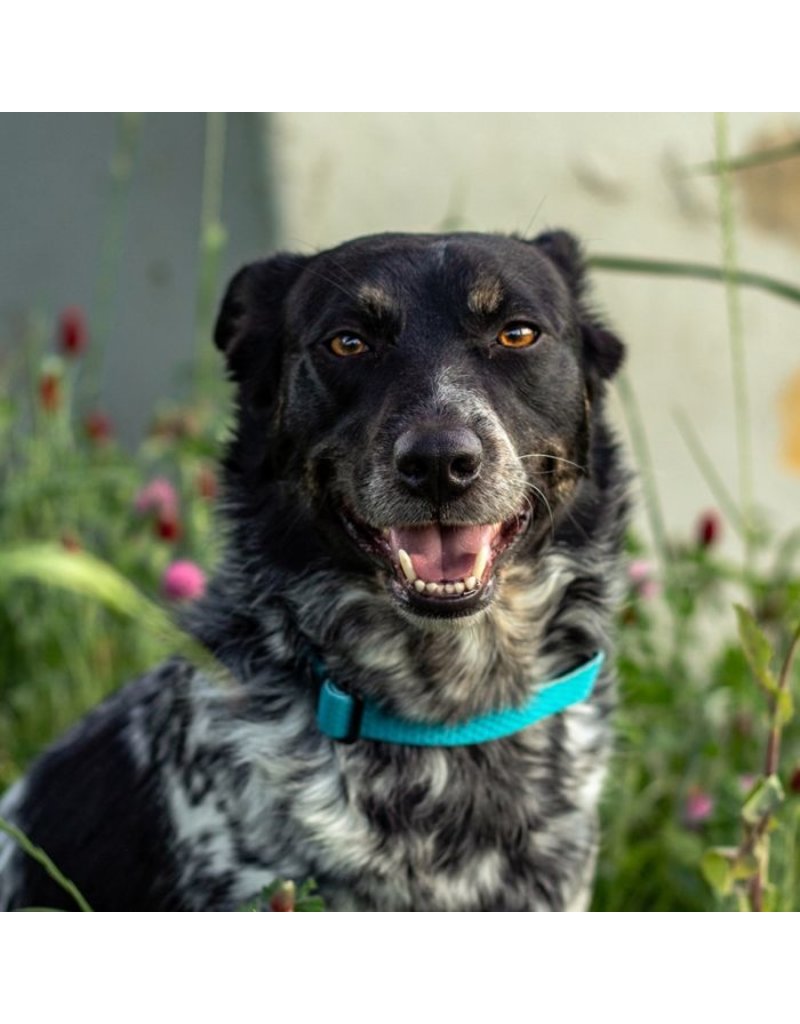 Lupine Lupine Eco 1/2" Dog Collar | Moss 8"-12"