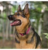 Lupine Lupine Originals 1/2" Dog Collar | Rain Song 10"-16"