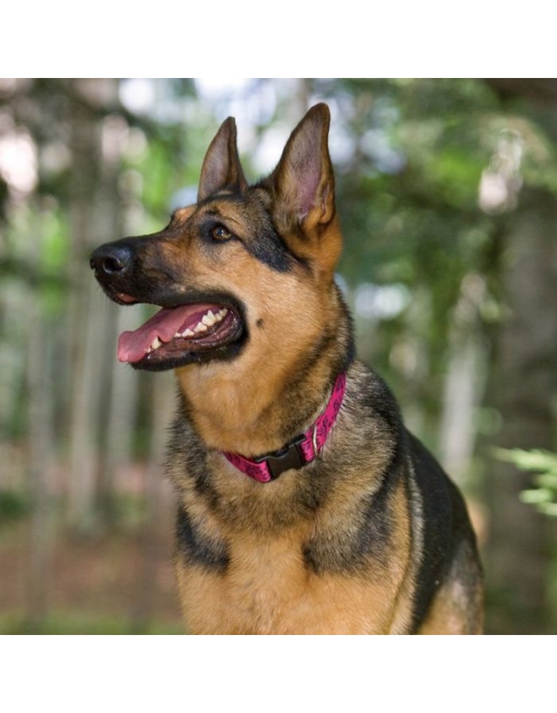 Lupine Lupine Originals 3/4" Dog Collar | Go Go Gecko 9"-14"