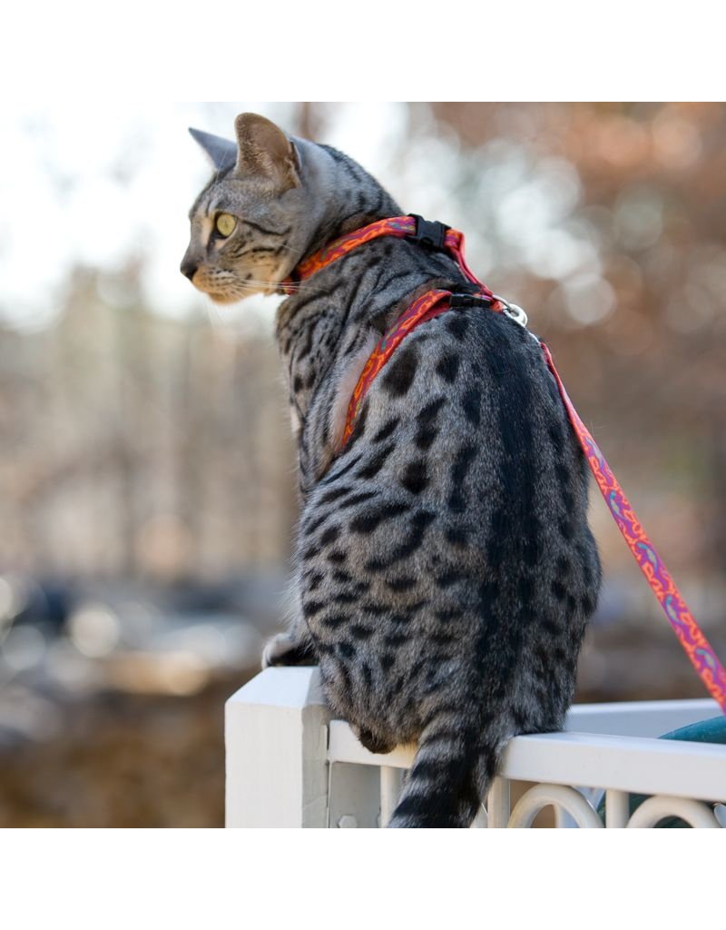 Lupine Lupine Cat H-Harness | Sea Glass 9-14"