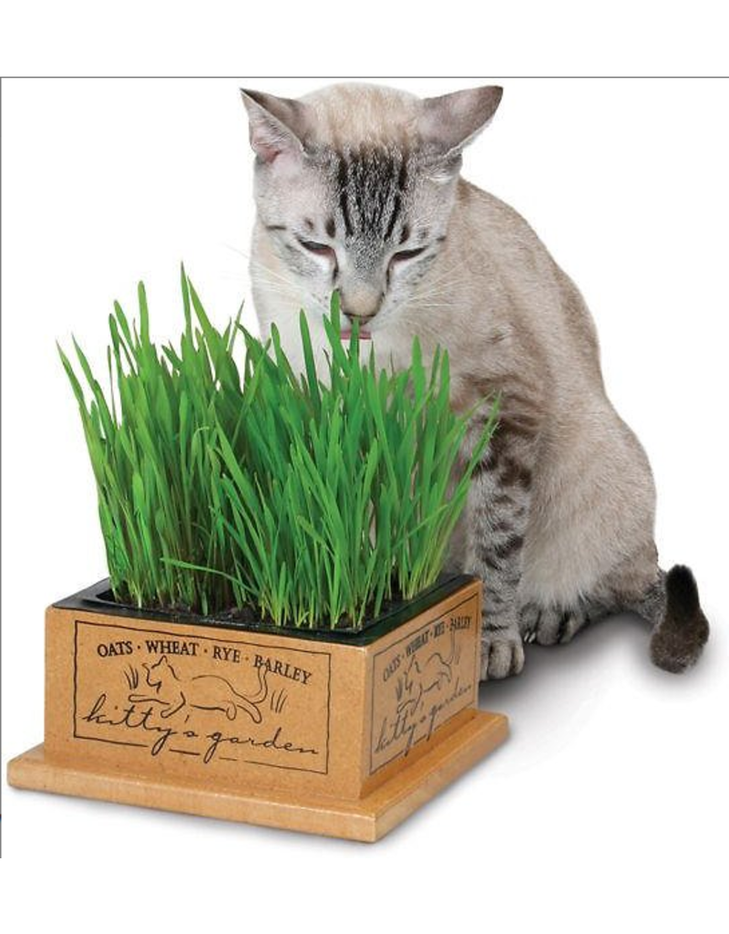 SmartCat SmartCat Kitty Garden Grass Box