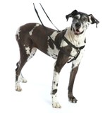 2 Hounds Design 2 Hounds Design Freedom No-Pull 1" Harness Black Extra Large (XL)