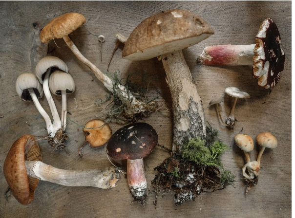 Medicinal Mushrooms