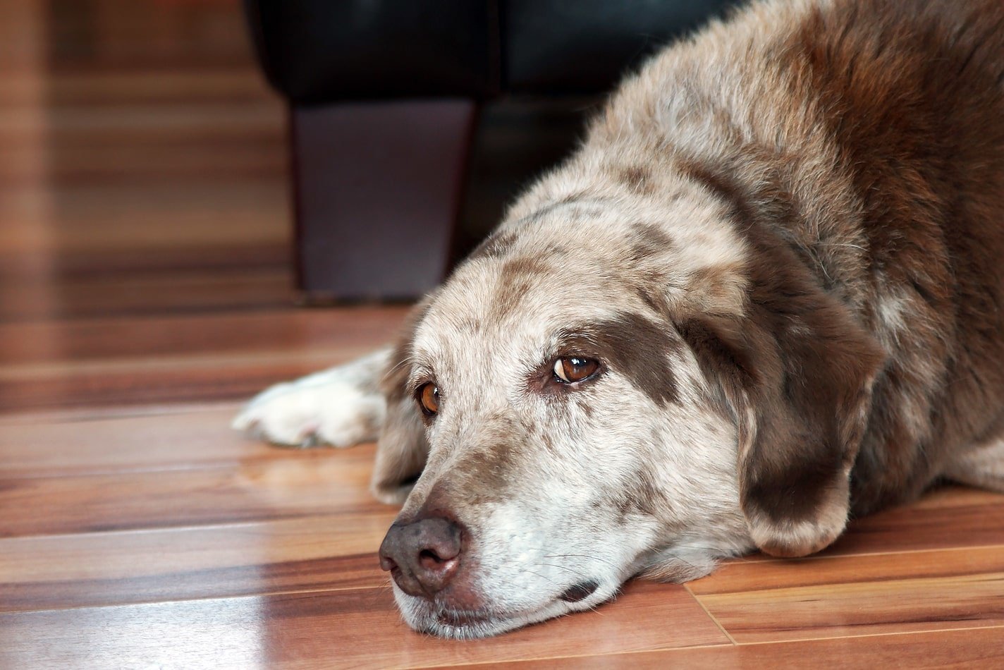 November is National Senior Pet Month: The Health of Aging Pets is Critical For Longevity