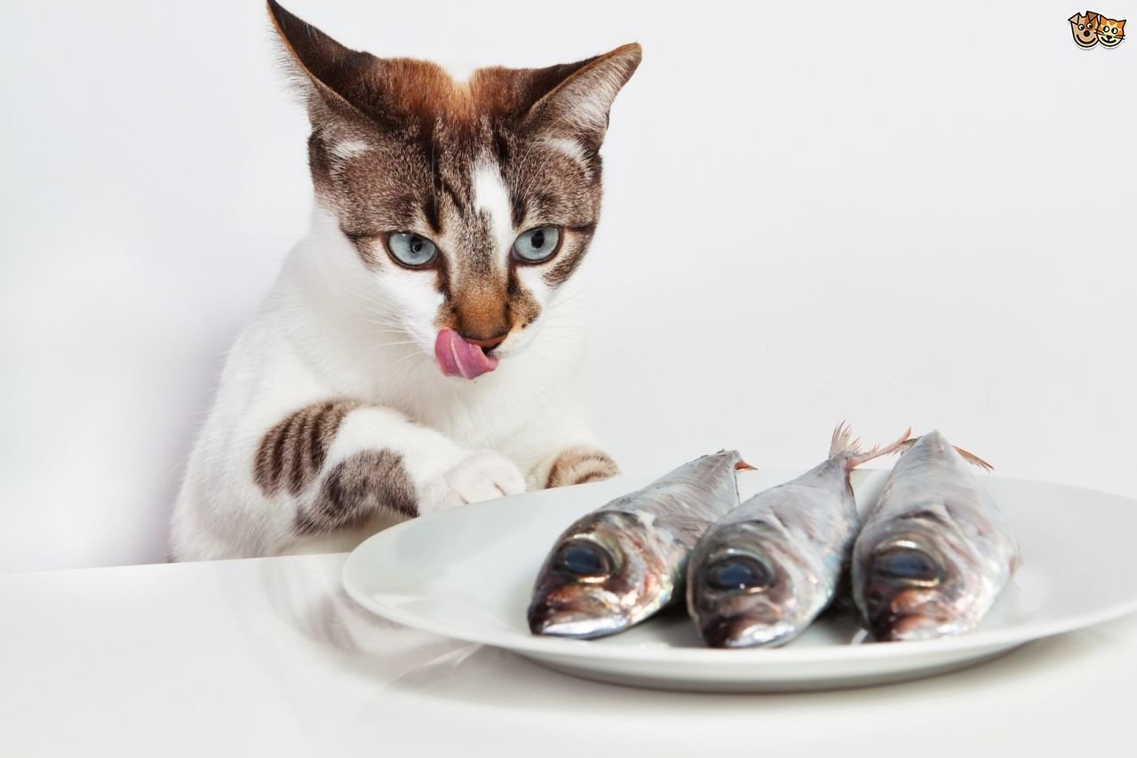 Great Health Benefits  Of Sardines For Your Pet 