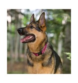 Lupine Lupine Originals 1/2" Dog Collar | Dapper Dog 8"-12"