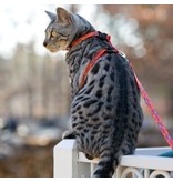 Lupine Lupine Cat H-Harness | Rain Song 9-14"