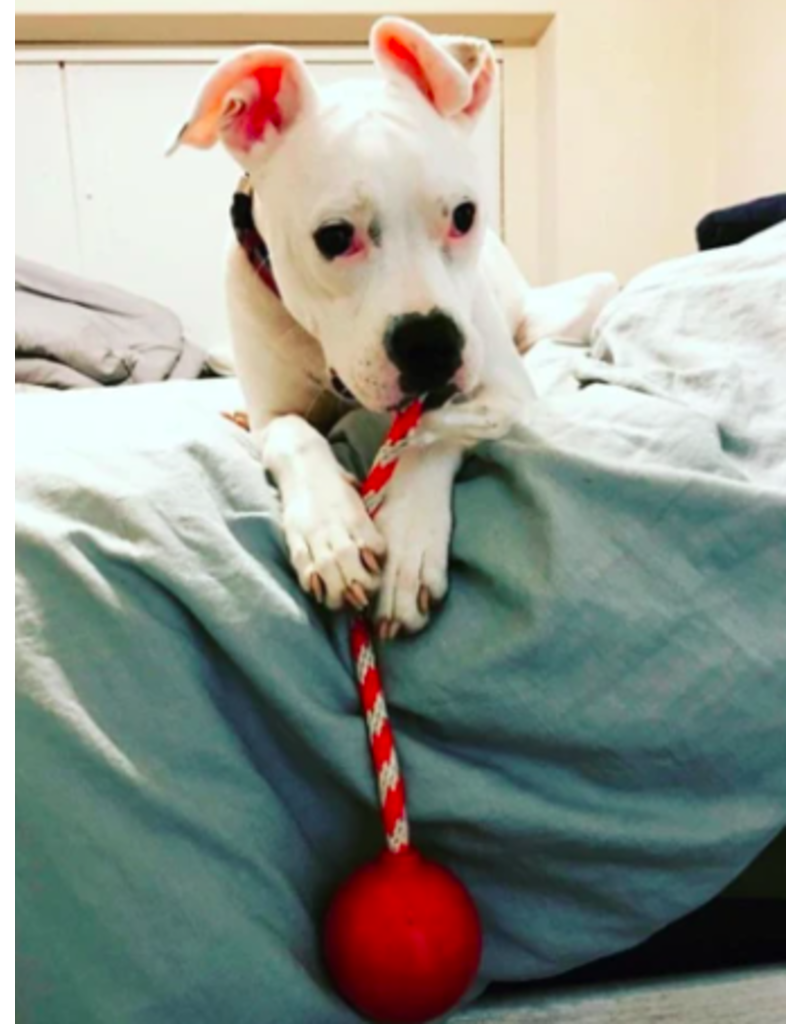 SodaPup USA-K9 Stars & Stripes Cherry Bomb w/ Rope Red