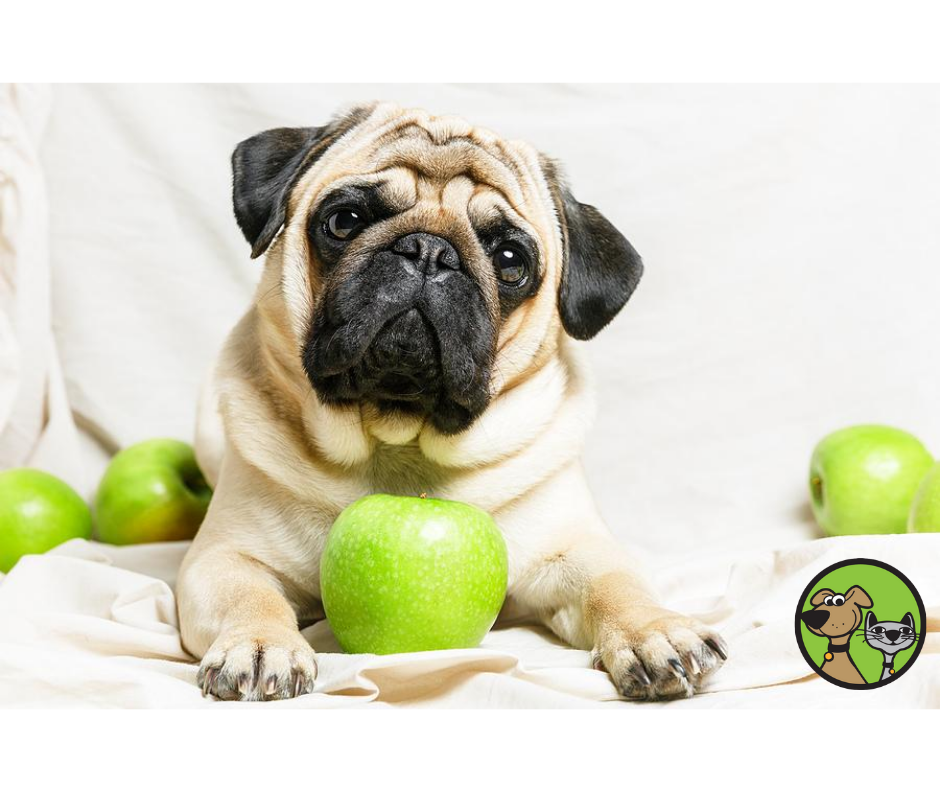 are all apples safe for dogs