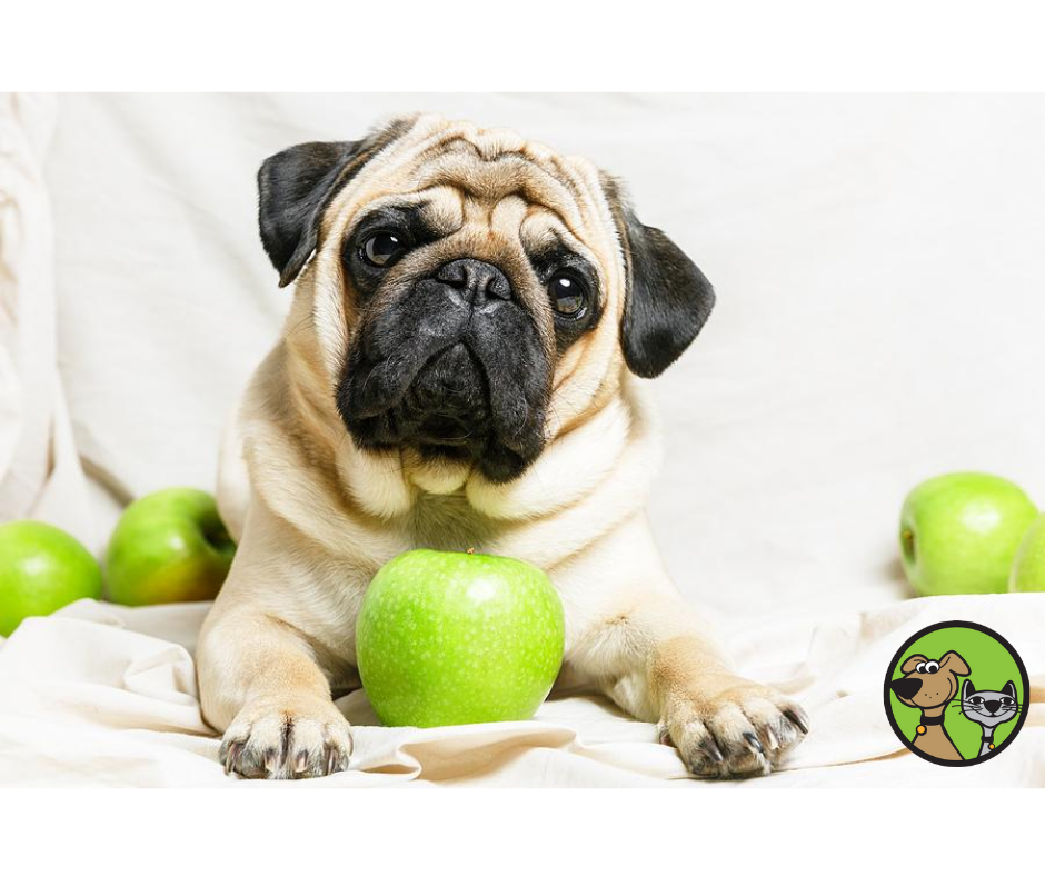 are apples ok for dogs