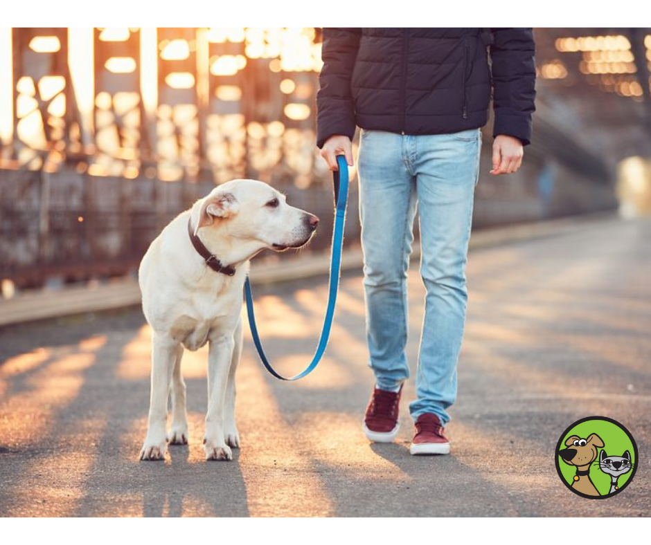 Why It Is Important to Walk Your Dogs