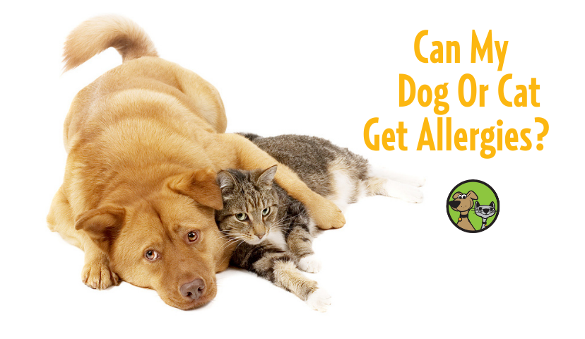 Can My Dog Or Cat Get Allergies?