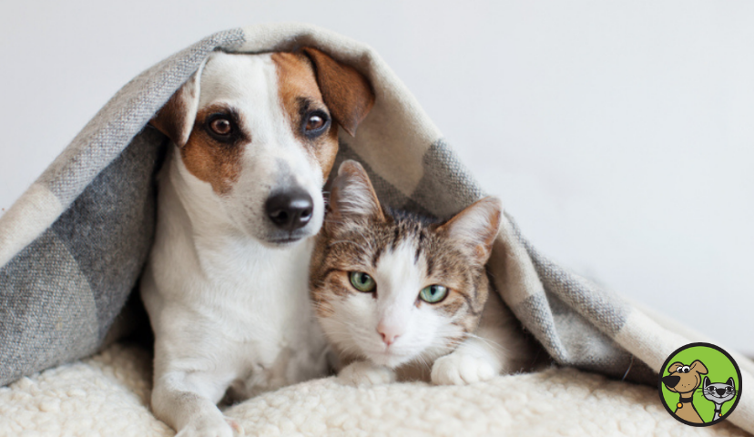 How To Calm Dog Or Cat Anxiety