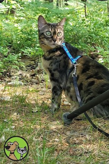 best walking harness for cats