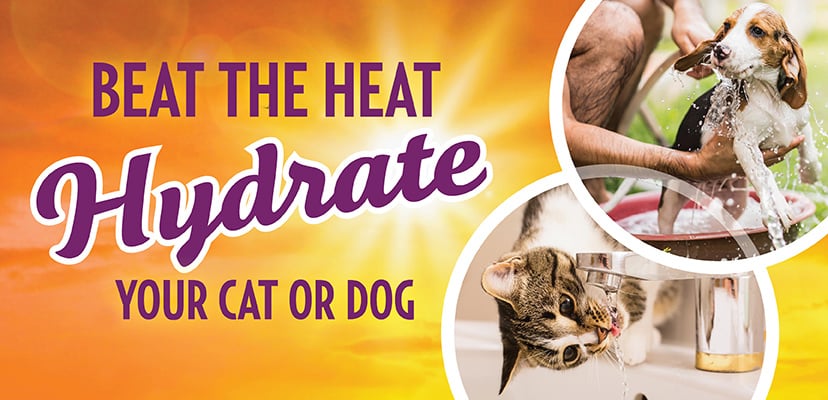 Can Dogs Or Cats Get Dehydrated? 4 Easy Ways To Hydrate Your Pet! 