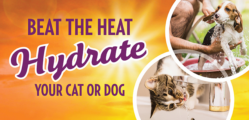 Can Dogs Or Cats Get Dehydrated?