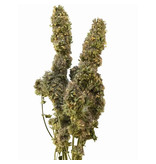 From the Field From the Field Catnip Blends | Catnip Buds 0.5 oz