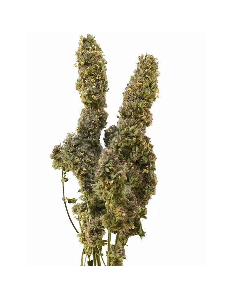From the Field From the Field Catnip Blends | Catnip Buds 1 oz