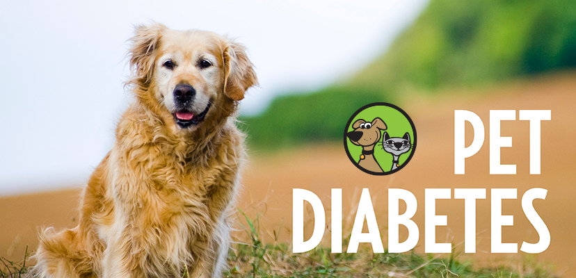 How To Treat Diabetes In Cats & Dogs