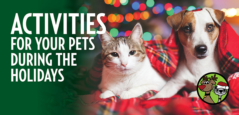 5 Easy Ways For Pets To Have A Safe Holiday