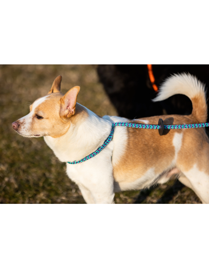 Harness Lead Harness Lead | Vaporwave Small 14-40 lbs