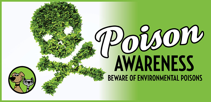 Environmental Poisons and How They Affect Your Pets