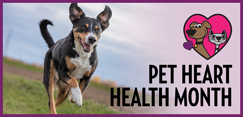 5 Easy Ways To Keep Your Dog & Cat's Heart Healthy 