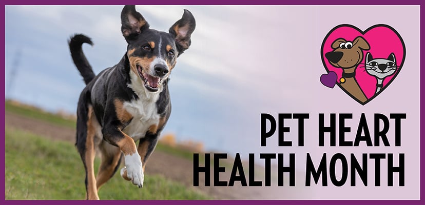5 Pet Heart Health Tips!