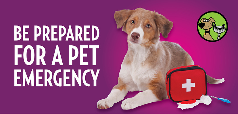 Preparing For An Emergency For Your Cat Or Dog