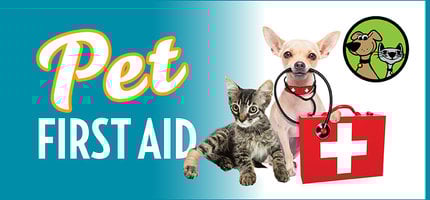 First Aid Basics for Your Pet