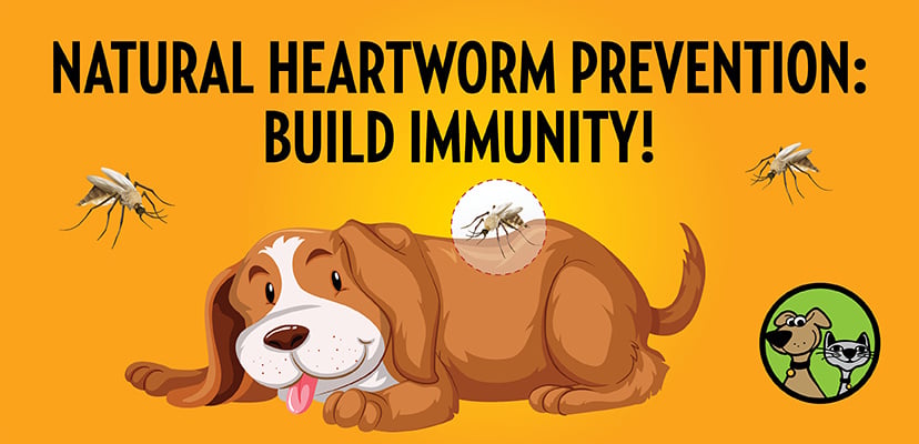 how to successfully treat a dog with heartworms