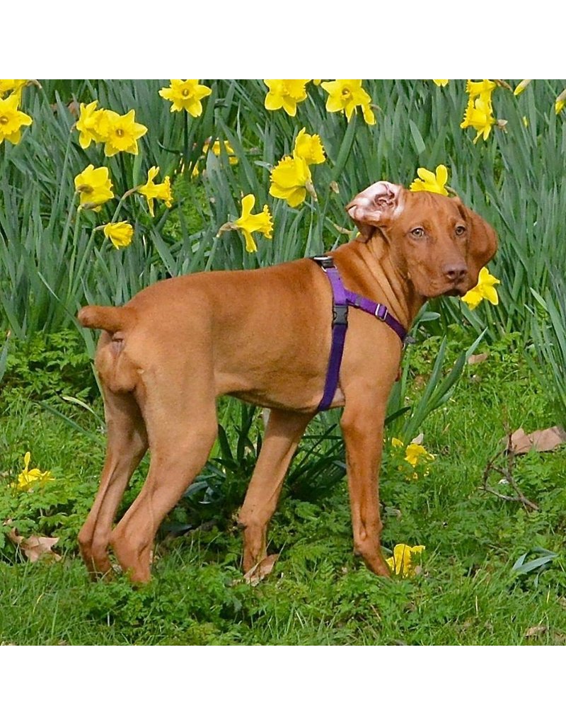 2 Hounds Design 2 Hounds Design Freedom No-Pull 5/8" Harness | Purple Extra Small (XS)
