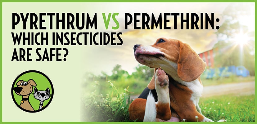 Pyrethrum vs. Permethrin: Know Which Insecticides Are Safe